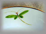 dragonfly-green1-t